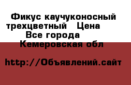 Фикус каучуконосный трехцветный › Цена ­ 500 - Все города  »    . Кемеровская обл.